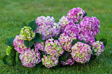 Obraz premium bush of hortensia flowers