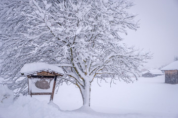 Winter landscape in the town of Neustift in the Stubai Valley in Austria. Snowy trees after heavy snowfall