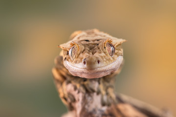 Rhacodactylus ciliatus lizzard from New Caledonia