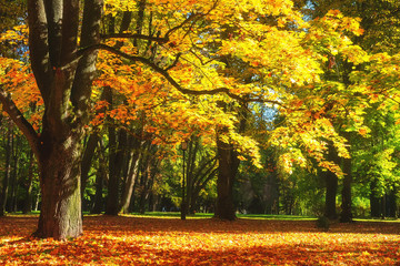 Fototapeta na wymiar Autumn park in october. Yellow trees in forest. Fall scene. Autumnal nature landscape in sunlight.