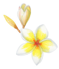 A cute watercolor illustration of a tropical frangipani or plumeria flower isolated on a white background
