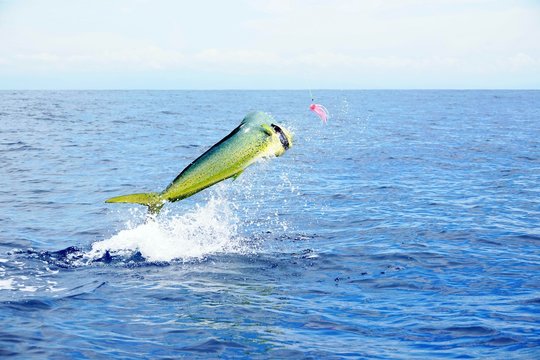 Sport fiahing for mahi mahi 