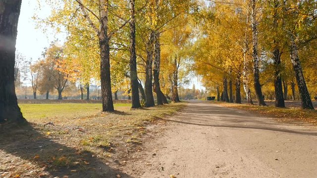 Straight road in the autumn park. Beautiful birches on the sides. Bright sun rays