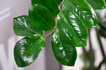 A branch of a home flower with large shiny green leaves. Zanzibar Gem plant on a white wall...