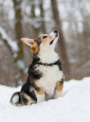 welsh corgi pembroke puppy in the snow