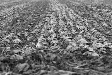 Plowed agricultural field
