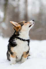 welsh corgi pembroke puppy in the snow