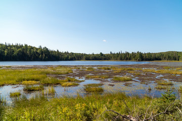 Forest and reeds landscape along Mizzy Lake Trail