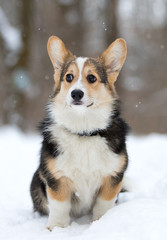welsh corgi pembroke puppy in the snow