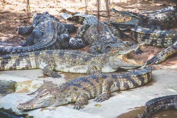 Crocodile types of amphibians are cold-blooded animals.