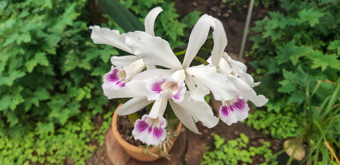 Beautiful orchids at garden