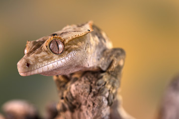 Rhacodactylus ciliatus lizzard from New Caledonia