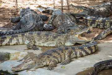 Crocodile types of amphibians are cold-blooded animals.