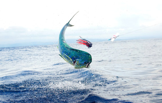 mahi mahi in the iar hooked 