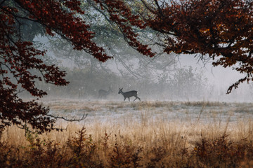 Roe deer in the foggy morning wilderness forest © szaboerwin