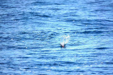 Fototapeta premium splashing lures, sport fishing