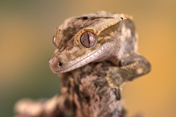 Rhacodactylus ciliatus lizzard from New Caledonia