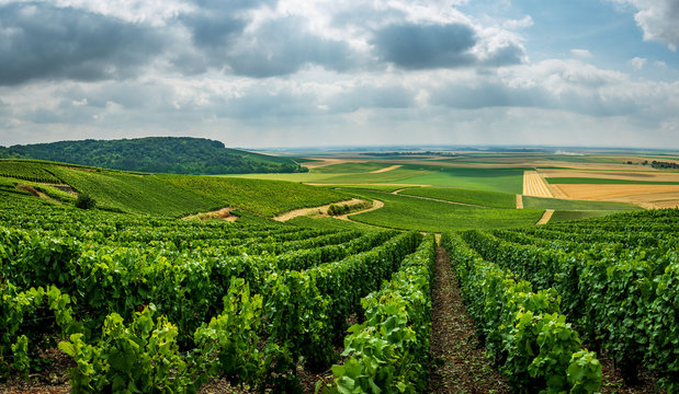 Beautifull view over the vineyards in France Europe, Champagne