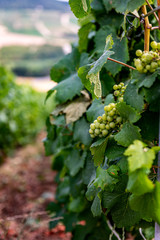 Grapes in vineyard in Champagne, France, Reims Epernay