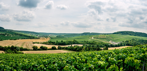 Beautifull View Over The Vineyards
