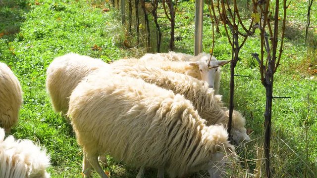 endangered sheep breed skudde in a grape field during autumn, slow motion of fluffy sheep group eating grass
