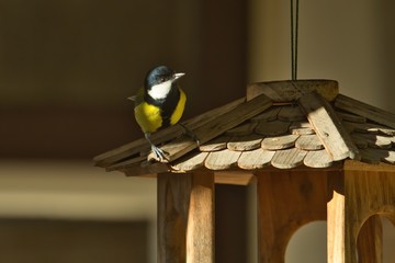 Eine Kohlmeise sitzt bei Sonnenschein auf dem Dach eines Vogelhäuschens, Parus major