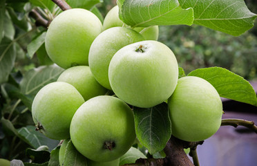 A green apple ripens on an apple tree branch. Selective focus.