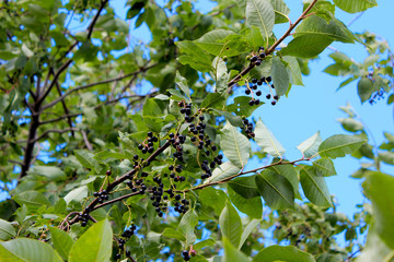 I will prunus prilus, bird cherry, hackberry, hagberry or maypole branches with black berries and...