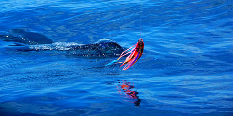 mahi mahi fishing in costa rica 