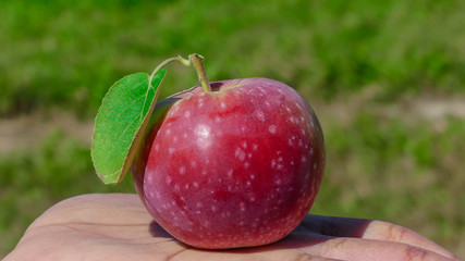 Red apple