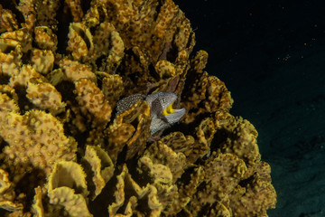 Moray eel Mooray lycodontis undulatus in the Red Sea, eilat israel