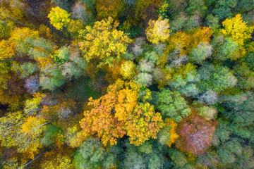 Fototapeta na wymiar Autumn background. Beautiful yellow, green and red trees in autumnal forest from above. Fall scene. Autumn nature landscape