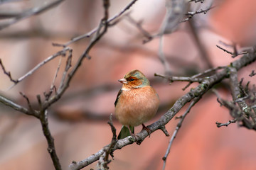 Cute little bird. Bird: Common Chaffinch Fringilla coelebs. Natural background.