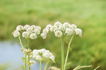 Fototapeta premium White flower