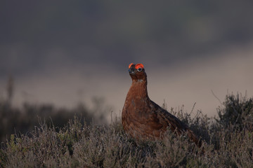 Naklejka na ściany i meble Red grouse ,Lagopus lagopus scotica on the moors in Derbyshire