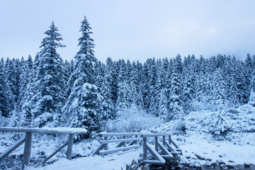 Winter nature landscape. Scene of snowy trees and bridge through mountain river