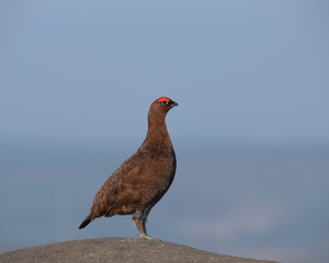 Red grouse ,Lagopus lagopus scotica on the moors in Derbyshire