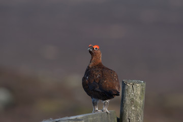 Red grouse ,Lagopus lagopus scotica on the moors in Derbyshire