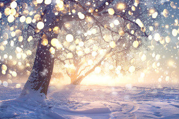 Christmas winter landscape. Glowing bokeh lights of falling snowflakes. Frosty trees in winter park. Xmas background