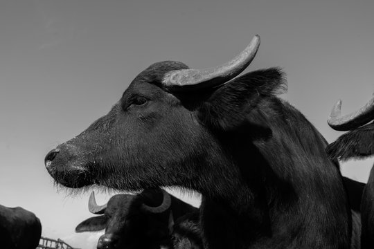 bufala campana profilo