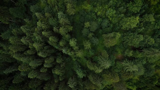 flying over the forest above the trees at the morning time