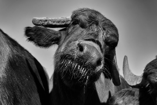 bufala campana curiosa