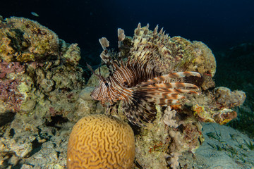 Lion fish in the Red Sea colorful fish, Eilat Israel