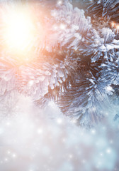 Winter abstract blue background with fir branches in the snow, bokeh, sunlight. Banner blue background.