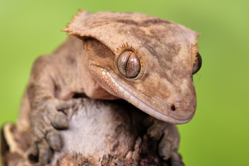Rhacodactylus ciliatus lizzard from New Caledonia