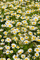 field of wild daisies