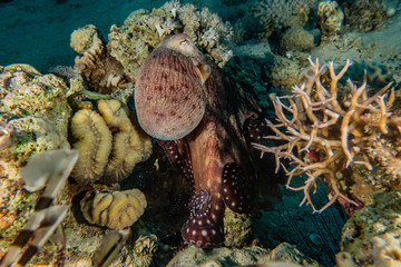 Octopus king of camouflage in the Red Sea, eilat israel 