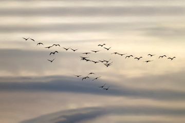 Flying birds. Flamingos. Gray blue sky background. Birds silhouette.