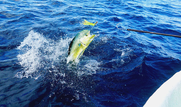 colorful fish jumping sport fishing 