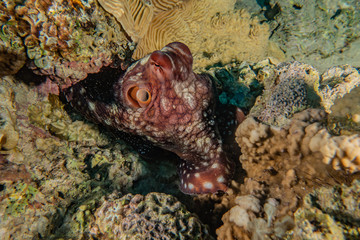 Octopus king of camouflage in the Red Sea, eilat israel 